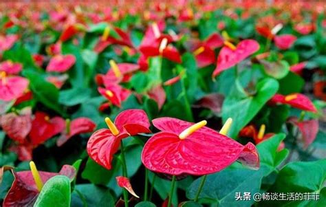 紅掌風水|【紅掌花風水】紅掌花風水：擺放禁忌、最佳位置，讓你招財又旺。